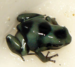 Dendrobates auratus bleue.jpg